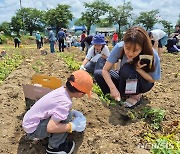 괴산군 "감물감자축제 7500명 방문, 판매고 2억8700만원"