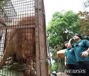 실내 동물원에서 나온 백사자