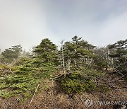 한라산 구상나무 39% 꽃 못 피워…작년엔 52% 개화 못해