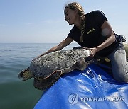 APTOPIX Italy Wounded Turtles