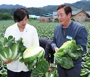 배춧값 전년비 24%↓… 농식품부 "여름배추 지킬 것"