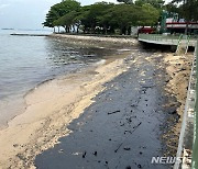 기름 유출로 오염된 싱가포르 해변