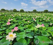 당진 합덕 연꽃 축제 21∼23일 합덕제서 열려