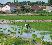 CHINA-RICE PLANTING-SMART AGRICULTURE (CN)