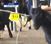 [경제카메라]개고기 금지하니 흑염소 몸값 ‘쑥’