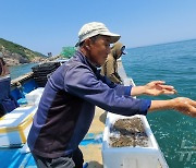 옹진군, 백령도 어장에 어린 해삼 28만마리 방류