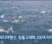 고래바다여행선, 참돌고래떼 200여 마리 발견