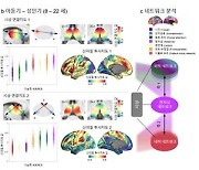 청소년기 조현병 유병률 높은 이유는…뇌 발달 시기 찾았다