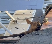 Alaska Moose Calf Rescue