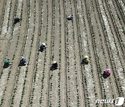 농식품부, 외국인력 직접 수요 파악…1.5만개 농가·법인 대상