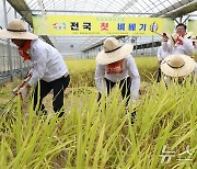 모내기 후 125일 만에 수확하는 벼