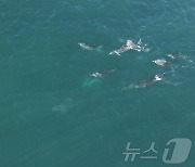 제주 앞바다서 만난 '멸종위기' 푸른바다거북과 남방큰돌고래