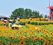 "해바라기의 노란 물결" 함안 강주해바라기 축제 22일 개막