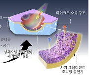 “에메랄드빛 나비 날개 모방” 보는 방향따라 달라진다…신기한 ‘디스플레이’