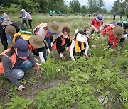 양구군, 파로호 꽃섬 일원서 생태계 교란 식물 제거의 날 행사