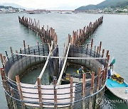 '뜰채질 한 번에 수백마리 은빛 멸치'…500년 전통 남해 죽방렴