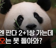 미국엔 판다 2+1쌍 가는데… 푸바오는 못 돌아오나