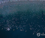 AUSTRALIA WINTER SOLSTICE SWIM