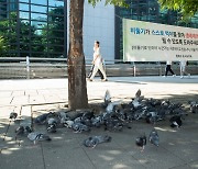 “개체 수 조절” vs “생명 경시 법”… ‘비둘기 먹이 금지법’이 뭐길래