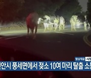 천안시 풍세면에서 젖소 10여 마리 탈출 소동