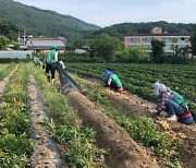 공주시 반포면 새마을회, 감자 캐기 '구슬땀'