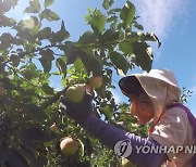 사과·배·포도가 사라진다…매년 축구장 1200개 크기 과일산지 증발, 왜?