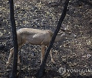 New Mexico Wildfires