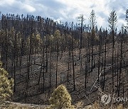 New Mexico Wildfires