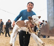 [Biz-inside,China] 마사지에 전문 영양사까지...中 치치하얼에선 '소'팔자가 상팔자?