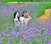 장성군 '동화나라 버베나 축제' 개최