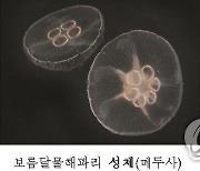 보름달물해파리 주의 특보, 경남·전북 이어 충남까지 발령