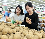 [포토] 농협유통, 여름 감자 최대 50% 할인