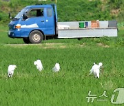 백로들의 아침