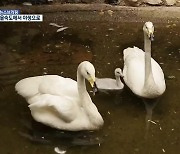 국내 부화 큰고니, 고향 갈 수 있을까?