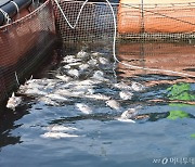 양식 재해보험 가입 빨리 하세요…해수부, 이상 고온 대비 신청 기간 연기