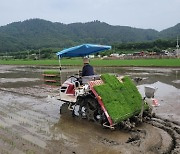 하동군, 가루쌀 첫 모내기 시작…쌀 수급 안정에 기여