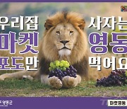 "사자가 포도를 먹을까?" 조회수 폭발…히트 친 영동군 주무관