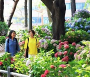 수국 활짝 핀 노원 초안산 '수국 동산' 다양한 문화행사