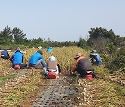 밭일 하다 볼일 급할 땐…제주 농경지에 간이 화장실 설치한다