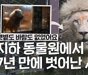 지하동물원에서 7년 만에 벗어난 백사자 이야기