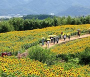 함안 강주해바라기 축제 개막 “아름다운 해바라기꽃과 함께 행복한 추억 만들어요”