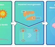 햇빛을 어쩌면 좋나…"자외선, 기억력 감퇴 유발"