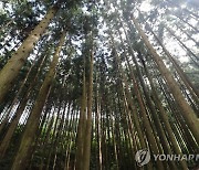 장성군, 축령산 편백숲 '산림청 자연휴양림' 지정 추진