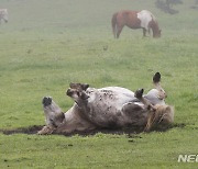 흙 목욕 하는 제주마