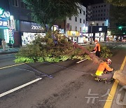 "가로수 차도 덮치고, 철문 날려"…제주 전역 '강풍특보'