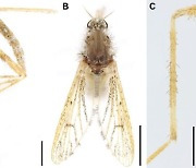 한국엔 없던 동남아 숲모기 '최초 발견'..."더 많은 곤충 유입 가능성"