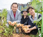 도시농부들과 함께 감자 캐는 최호권 영등포구청장