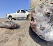 [지구촌톡톡] 미국 해변서 2m 넘는 기이한 '개복치' 사체 발견 外