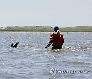 Stranded Dolphins