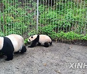 (FOCUS)CHINA-SICHUAN-GIANT PANDA-REINTRODUCTION (CN)